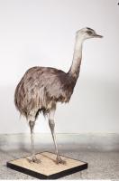 Emus body photo reference 0034